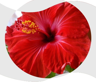 Hibiskusblte2a